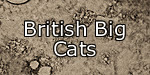 British Big Cats
